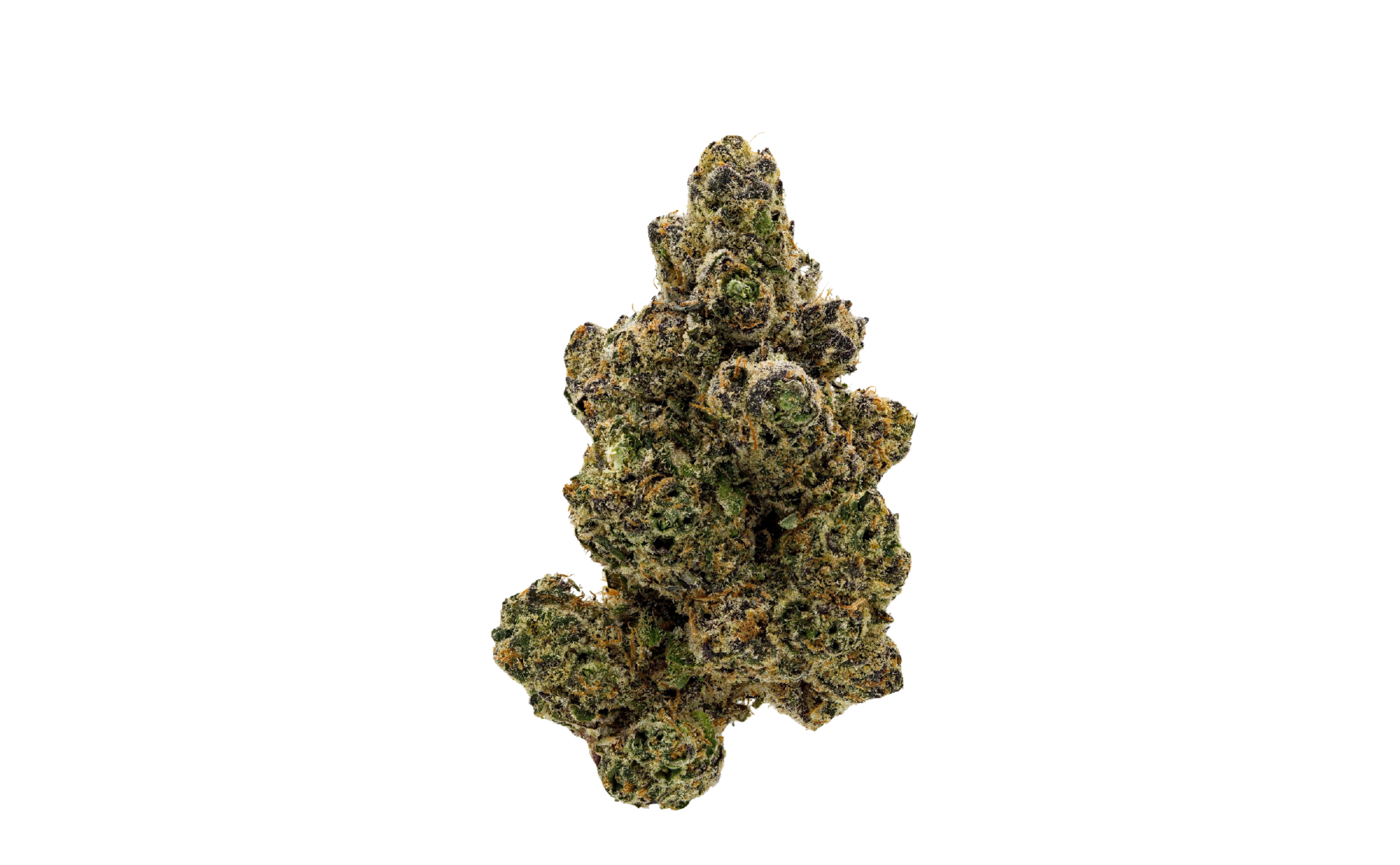 ⁠Sativa Forte NM Wedding Tree